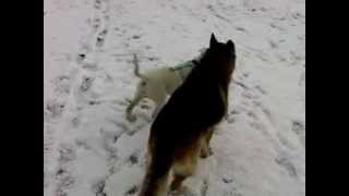 my staffy cross hugo in the snow with kia my germ shepard