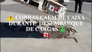 ⚠️ COBRAS CAEM DE CAIXA DURANTE DESEMBARQUE  DE CARGAS  🐍 🇨🇦