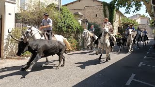 Eyragues - Concours d'abrivado - 20/08/2023