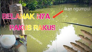 Mancing ikan belanak !! Umpan idola