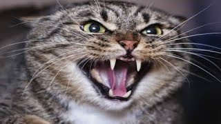 Billi Ki Awaaz | Creepy cat meowing |Cat sounds angry | Spooky Ccat Voice