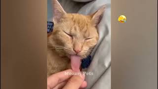 😘🐈 Funniest Cats and Dogs Videos 🤣😂 Funny Animal Videos # 14