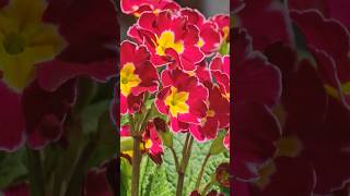 SubhanAllah beautiful flowers #viral #viralvideo #youtube #youtubeshort #swat #beautiful