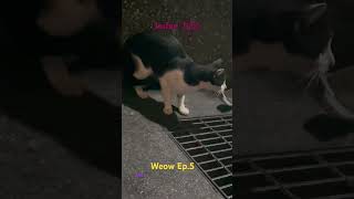 台灣｜九份｜Ep.5 Jiufen Black & White Stipe Cat#jiufen#九份#taipei#taiwan#台灣