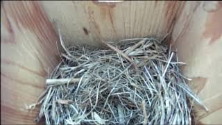 Bernheim Live Bluebird Cam