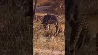 Biggest Leopard Hunt Fail Ever #shorts #wildanimals #leopard