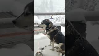 Doggo Dreams Come True: Experiencing Snow for the First Time ❄️ (Travel Moments) #snowfall #dog #fun