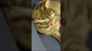 15 seconds of Barney purring to make you happy #cat #cute #stressrelief