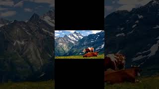 Adventurous Journey  Unveiling the Serene Mountain Life of Majestic Cows!#youtubeshorts