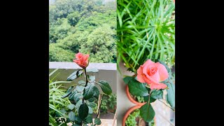 Bloom of the Day 😍#Shorts #roseplants #rosesplantsgrowingtipsintamil