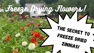 Freeze Dried Zinnias! The SECRET to freeze drying flowers!