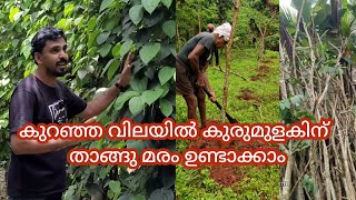 കുറഞ്ഞ ചെലവിൽ കുരുമുളകിന് താങ്ങ്  മരം ഉണ്ടാക്കാം, #pepperfarming #blackpepper #spices