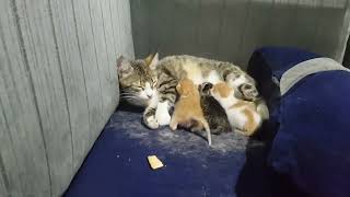 Mommy Cat Feeding Hungry Cute Kittens