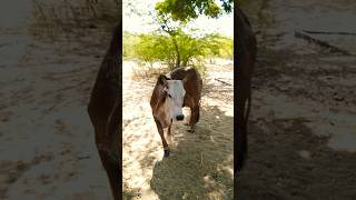 Beautiful Red Cow in desert hot. #redcow #cows #yshorts