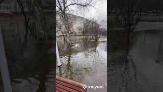 Весна.Джек Рассел,любит воду(даже холодную)