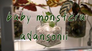 HOUSEPLANTS IN PERLITE | potting my monstera adansonii