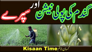 Spray on wheat crop spray in wheat pollination in wheat گندم میں پولی نیشن kisan time