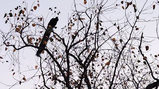 Can a peacock fly