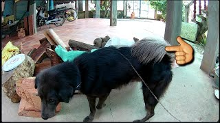 Dog cute tail. | Funny Dog | cute Puppy | Tail Docking. pet & animals