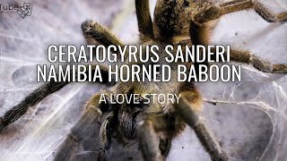 "NAMIBIA HORNED BABOON" Ceratogyrus sanderi - A LOVE STORY