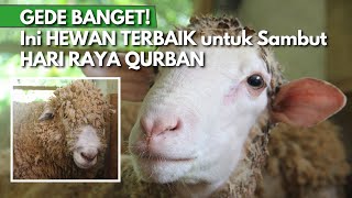 SIAP-SIAP QURBAN! Hewan Ternak Sehat dan Berkualitas ini siap sambut IDUL ADHA