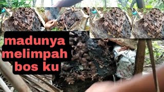 PEMINDAHAN KLULUT ITAMA DARI LOK KE KOTAK!!