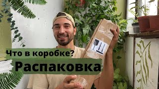 Подарок. Новое комнатное растение 🌱