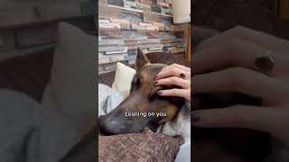 How to check if your dog loves you or not