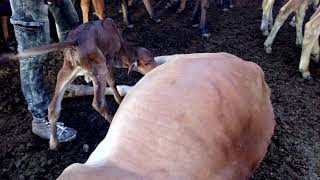 Mother cow refused to breast feed her baby calf ,, watch to the end.,,