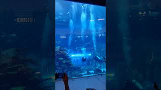 Dubai Aquarium & Underwater Zoo