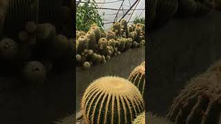 Rare cactus 🌵 in Kalimpong #cactus #youtube #kalimpong #northbengal #shorts #short #viral #trending