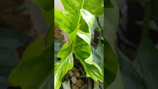 Lime Fiddle Leaf Philodendron. New leaves emerging from a potted plant. A gardener's joy! #plants