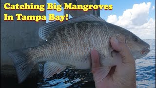 Catching Big Healthy Mangrove Snappers in Tampa Bay & Trying New Fishing Methods