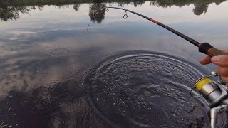 Вечерний Выход на Хищника | Затон реки Припять