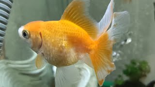 Fancy Goldfish,Reducing Stress,anxiety & insomnia #relax #study #sleep #highlights #fishtank