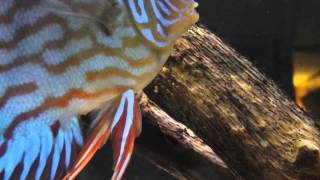 New Discus pair with wrigglers