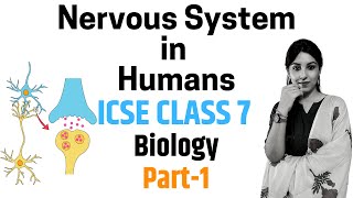 Nervous System in Humans | ICSE Class 7 Biology | PART - 1 | Introduction & Types of Nerves