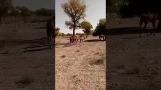 #beautiful #camel #video #viral