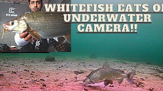 Awesome UNDERWATER FOOTAGE catching WHITEFISH!! -Part 1/2 Catch and Cook