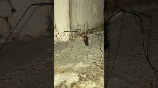 Granddaddy long legs eating a box elder bug #harvestmen