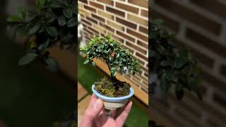 MINI COTONEASTER