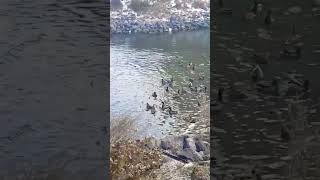 Ducks in the pond