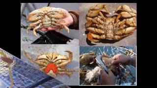 New Video Technologies for Dungeness Crab Research