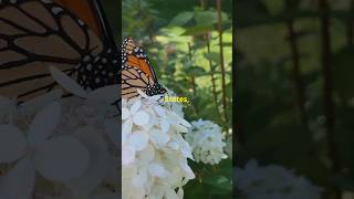 The Epic Journey of Monarch Butterflies🦋 #shortsfeed#shorts#youtubeshorts#animals#MonarchButterflies