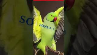 SONIDOS de COTORRAS 🐦🎶🔊 (Versión Shorts)