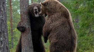 The best of Animal Attack 2024-Most Amazing Moments of wildlife Animals