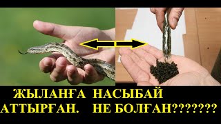 ЖЫЛАННЫҢ АУЗЫНА  НАСЫБАЙ САЛЫП ЖІБЕРГЕН...