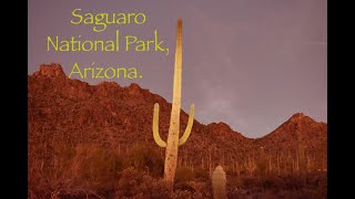 Saguaro National Park/ Сагуаро, парк кактусов.