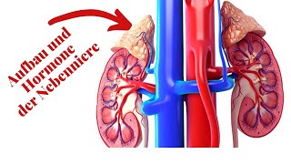 Aufbau und Hormone der Nebenniere: