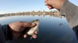 pesca variada de carpa , bluegills, yellow sunfish